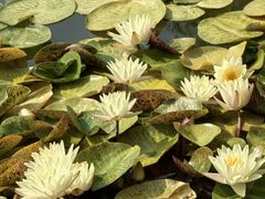 -国家植物园南园