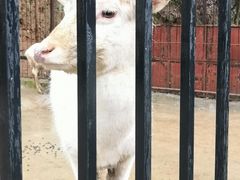 -白鹿洞书院