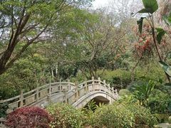 -金花茶公园