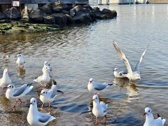 -台场海滨公园船码头