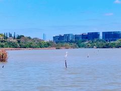 -华侨城湿地公园