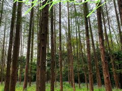 -上海滨江森林公园