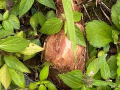 -苏州香山国际大酒店