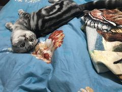 -喵zoo家庭繁育猫舍(尖东智能花园店)