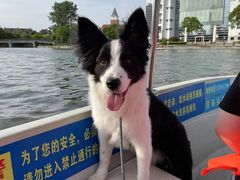 -翊宠yipet猫狗购宠庄园犬舍•猫舍