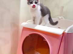 -小尾巴宠物店(万科·金域华庭店)