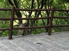 -神农山景区