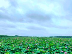 -洪湖生态旅游区