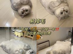 -猫十亿·布偶金渐层·曼基康矮脚猫舍(青年路店)