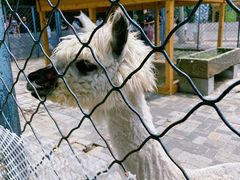 -长白岛森林公园