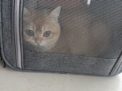 -艾贝尔宠物医院 ·内科全科(梁溪路店)