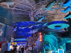 -烟台海昌鲸鲨海洋公园