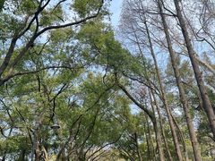 -东湖磨山景区樱花园-停车场