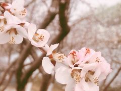 -桃花堤公园