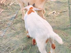 -马陆小张葡萄园农家乐