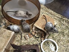 -酷以爬仙阁实体爬宠店·守宫·蜥蜴·专业繁育