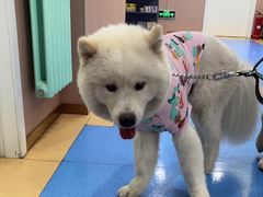 -天使宠物医院·犬猫分诊(彩虹店)