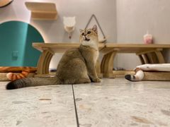 -飞行喵MR PILOT|猫舍·猫咖(静安大融城店)