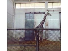 -石家庄市动物园