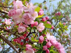 -海棠花溪(元大都城垣遗址公园)