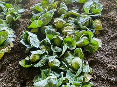 -甜心庄园·甜心草莓采摘园(西青中北店)