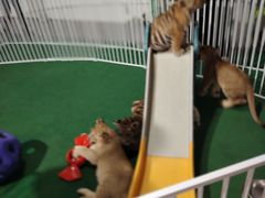 -西霞口神雕山野生动物世界