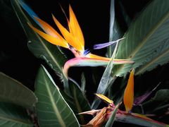 -深圳国际园林花卉博览园