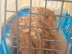 -瑞派宠物医院·犬猫全科·猫友好(宾水西道店)