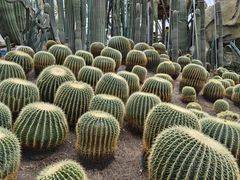 -南山植物园