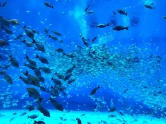 景点-上海海昌海洋公园