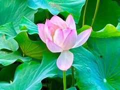 -四川大学(华西校区)