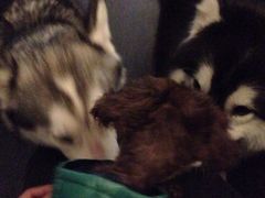 百好乐比萨-百好乐宠物友好餐厅(朝外大街店)