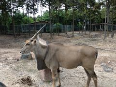 -清迈夜间动物园