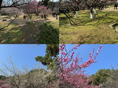-杭州植物园