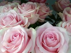 -花心思鲜花店(武昌徐东店)