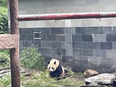 -中国大熊猫保护研究中心雅安碧峰峡基地