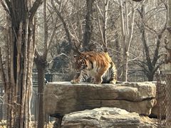 -秦皇岛野生动物园