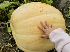 -中国天府农业博览园