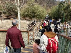 -栾川竹海野生动物园