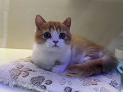 -小猫来了·猫舍(红山六九七九店)