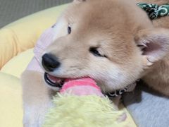 -逗柴咖啡屋·狗咖猫咖宠物桌游