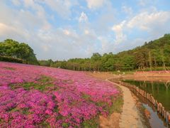 -大塘金香草谷