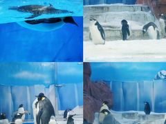 -海合安成都极地海洋公园