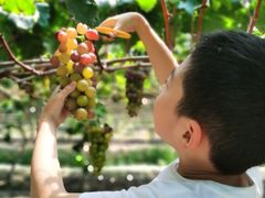 -金谷域澳洲庄园