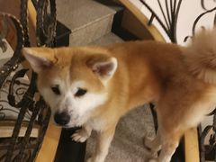-喜柴咖啡·柴犬狗咖