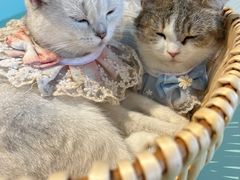 -怪兽屋·羊驼·猫咖·狗咖(俊华广场店)