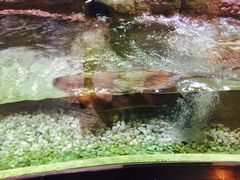 -迪拜水族馆及水下动物园