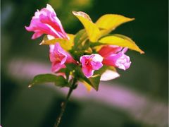 -北京麋鹿生态实验中心