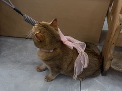 -瑞鹏宠物医院·超声·骨科·奇麟分院(蜀都万达店)