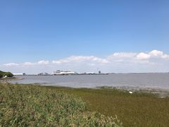 -吴淞炮台湾湿地森林公园烧烤区